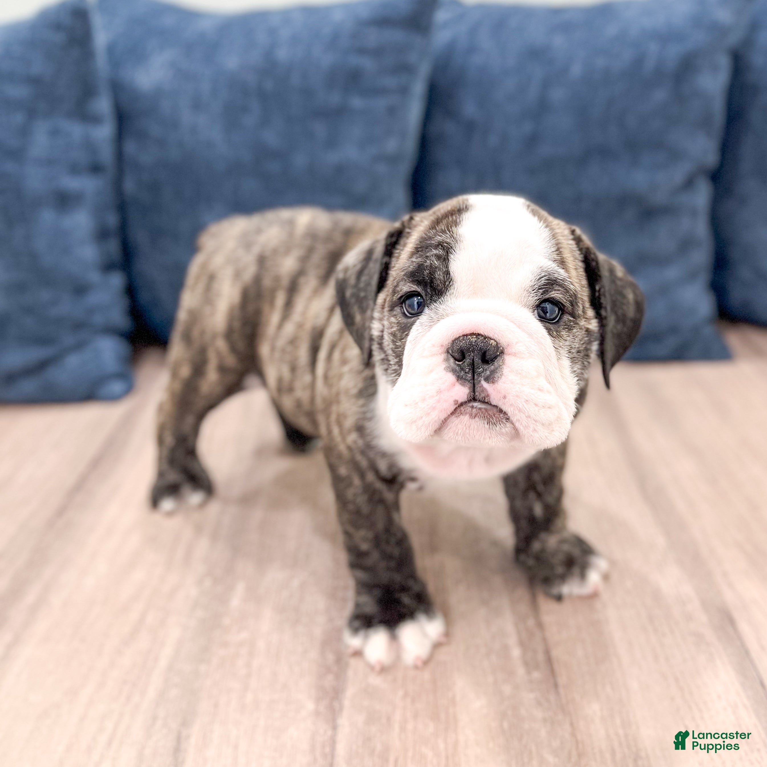 English Bulldog dogs Rocky - Ad 2