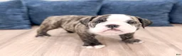 English Bulldog dogs for sale: Rocky - Ad 2
