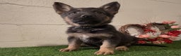 German Shepherd dogs for sale: SIMON - Ad 3