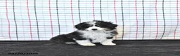Mini Aussiedoodle dogs for sale: Willow  EXRTA SMALL - Ad 1