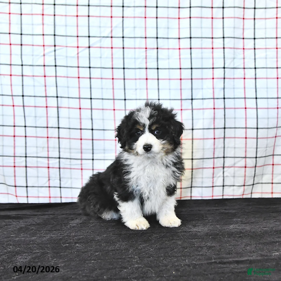 Mini Aussiedoodle dogs for sale: Willow  EXRTA SMALL - Ad 1