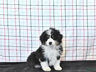 Mini Aussiedoodle dogs for sale: Willow EXRTA SMALL - Ad 4