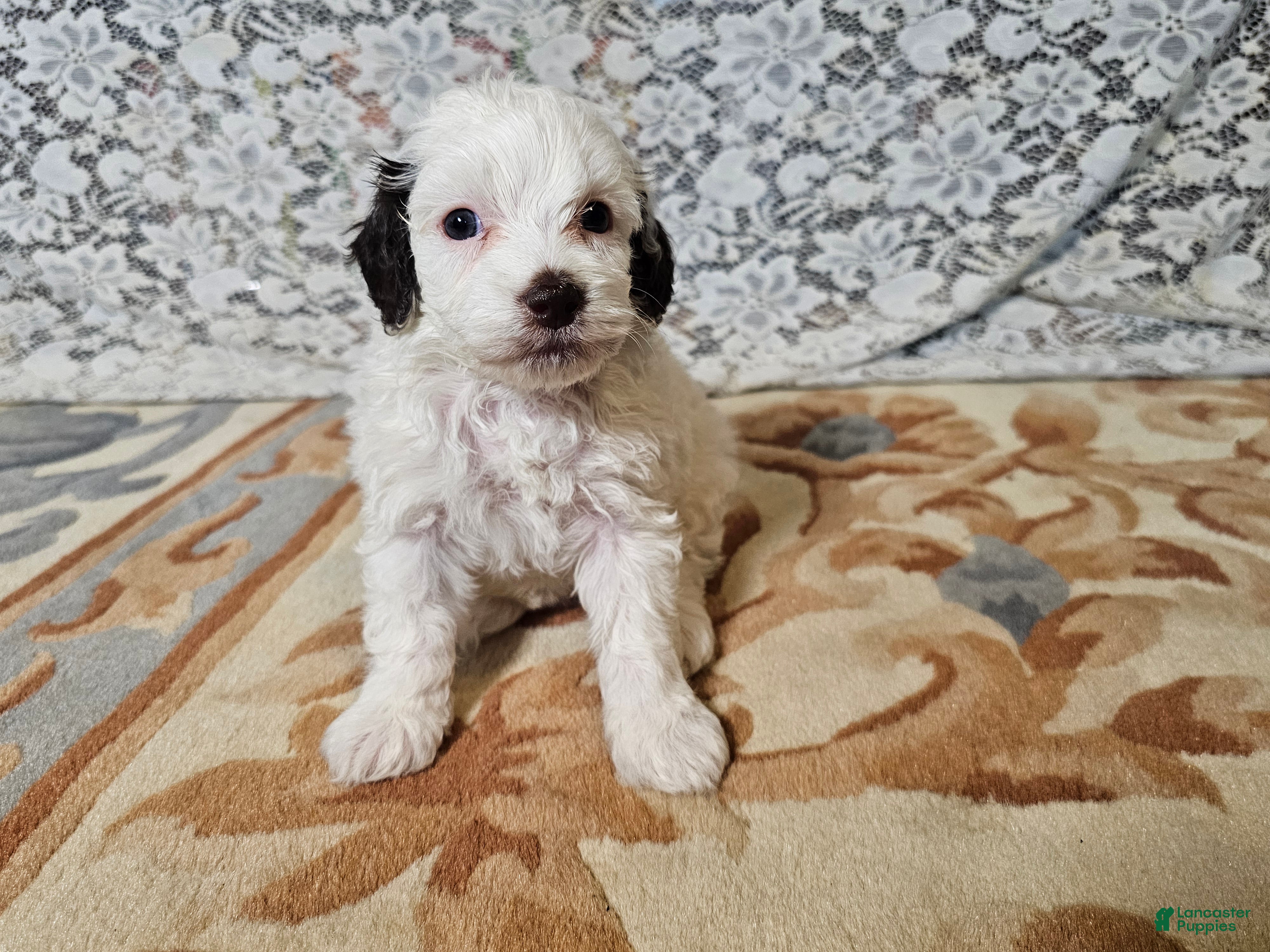 Mini Goldendoodle dogs Lily - Ad 2