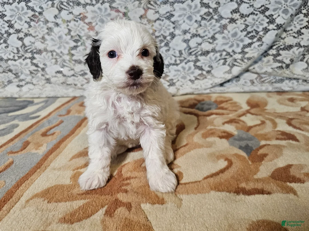 Mini Goldendoodle dogs for sale: Lily - Ad 2