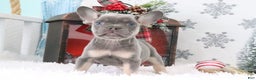 French Bulldog dogs for sale: Jimmy - Ad 1