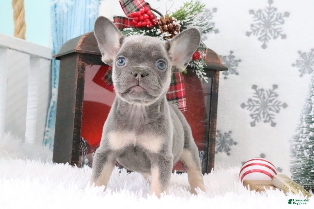 French Bulldog dogs for sale: Jimmy - Ad 1