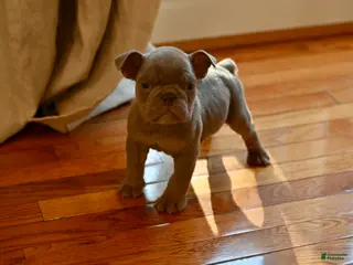 Olde English Bulldogge dogs Olde English Bulldogge Puppy 2 - Ad 19