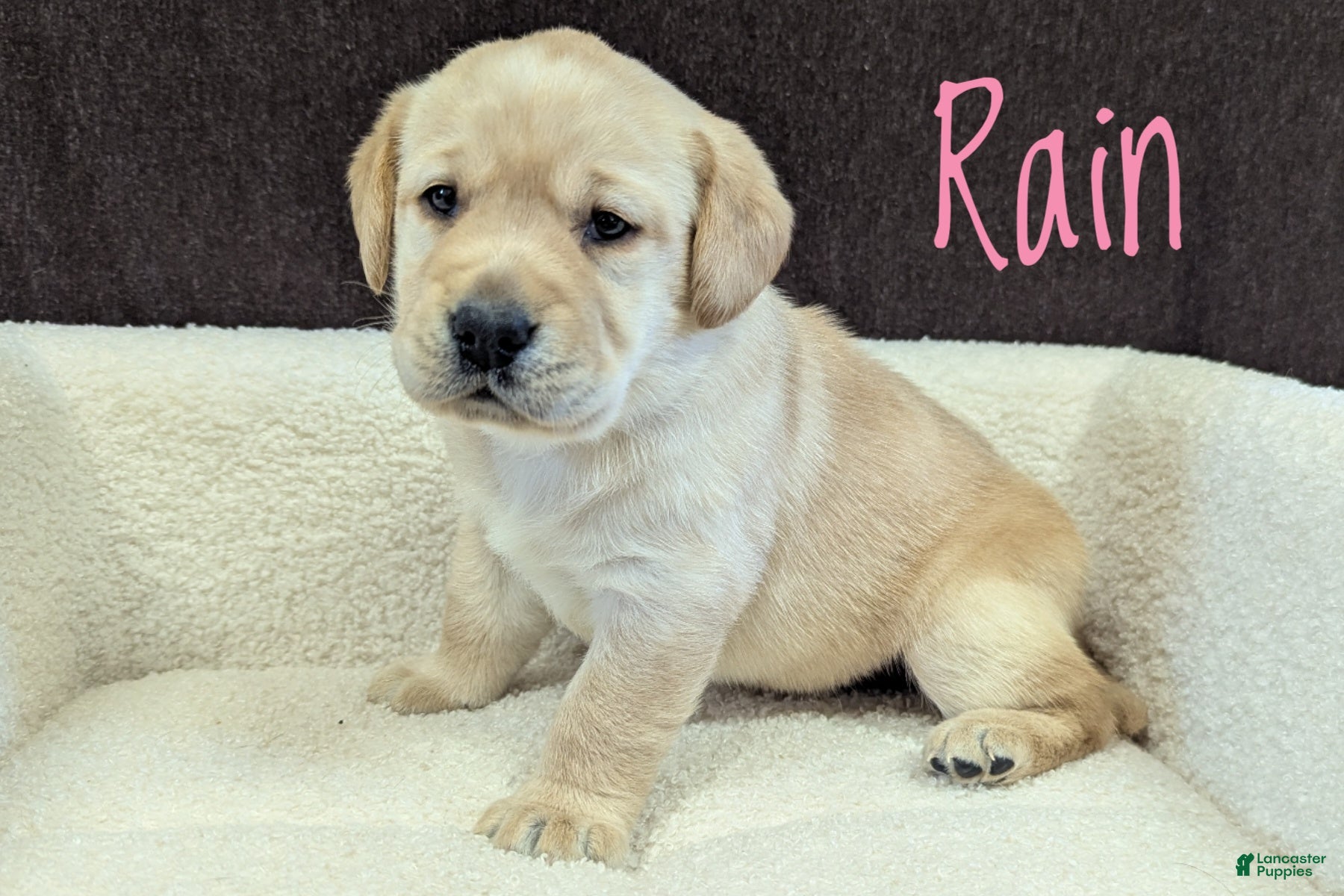 Labrador Retriever dogs Rain - Ad 1