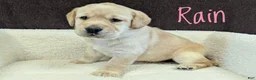 Labrador Retriever dogs for sale: Sunny - Ad 13