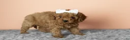 Cavapoo dogs for sale: Sallie - Ad 2