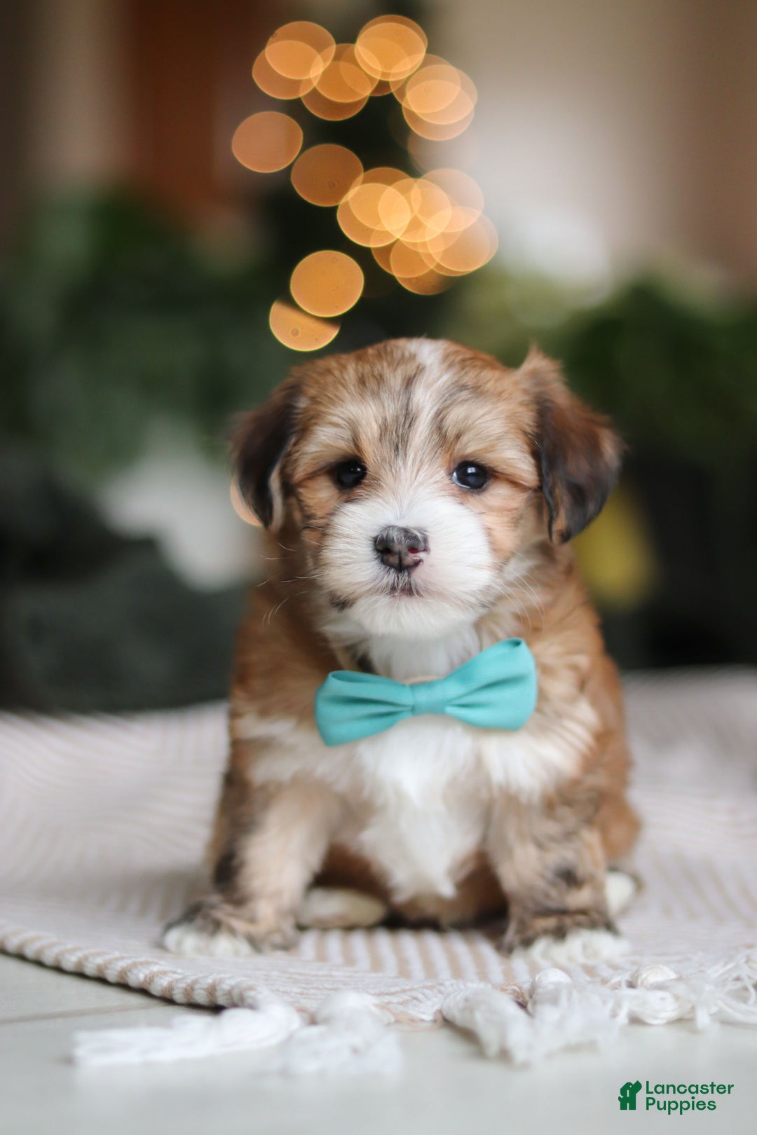 Morkie dogs for sale: Tyson - Ad 2