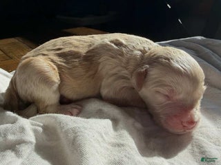 Mixed Breed dogs - Ad 22