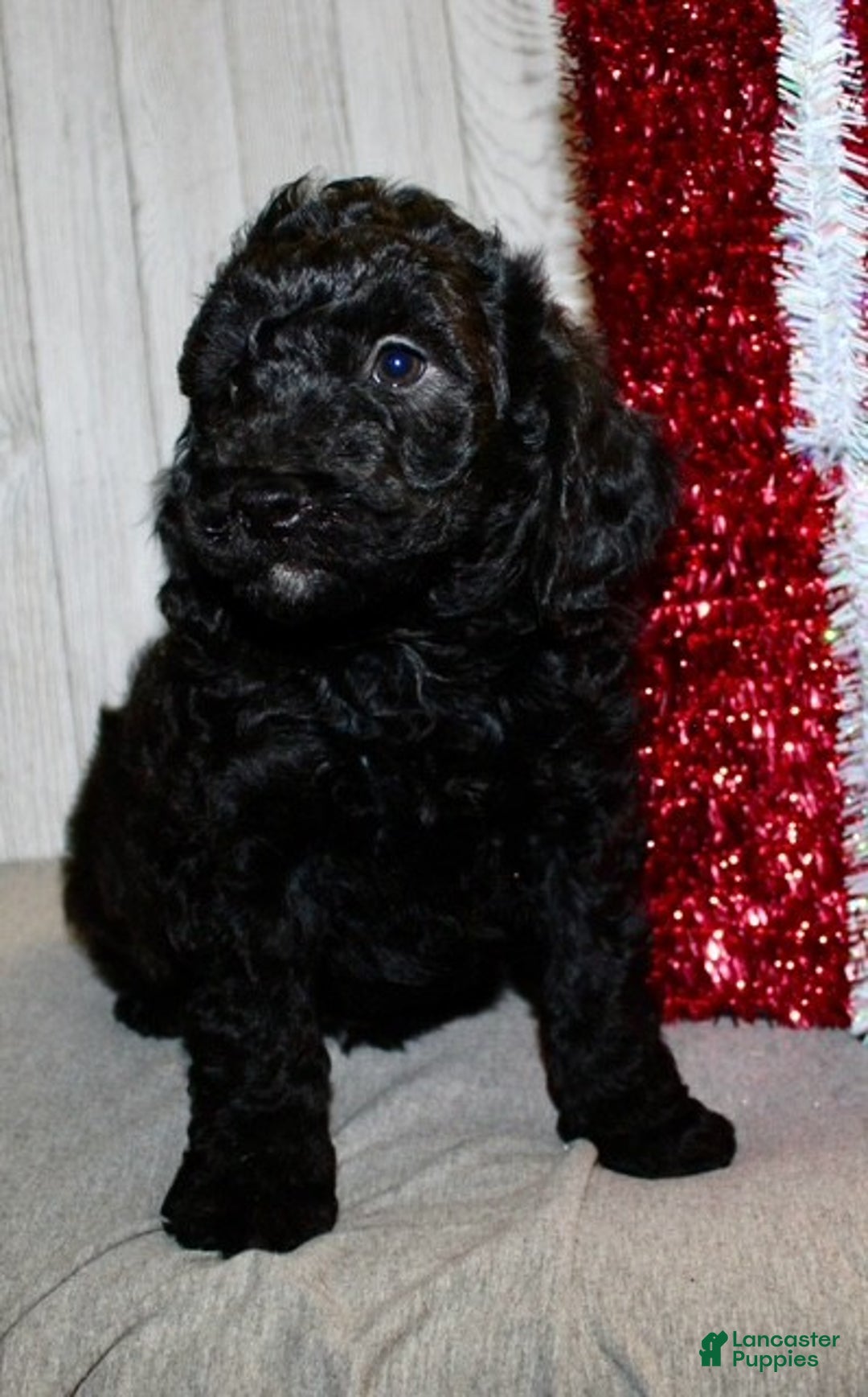 Mixed Breed dogs for sale: Drew - Ad 5