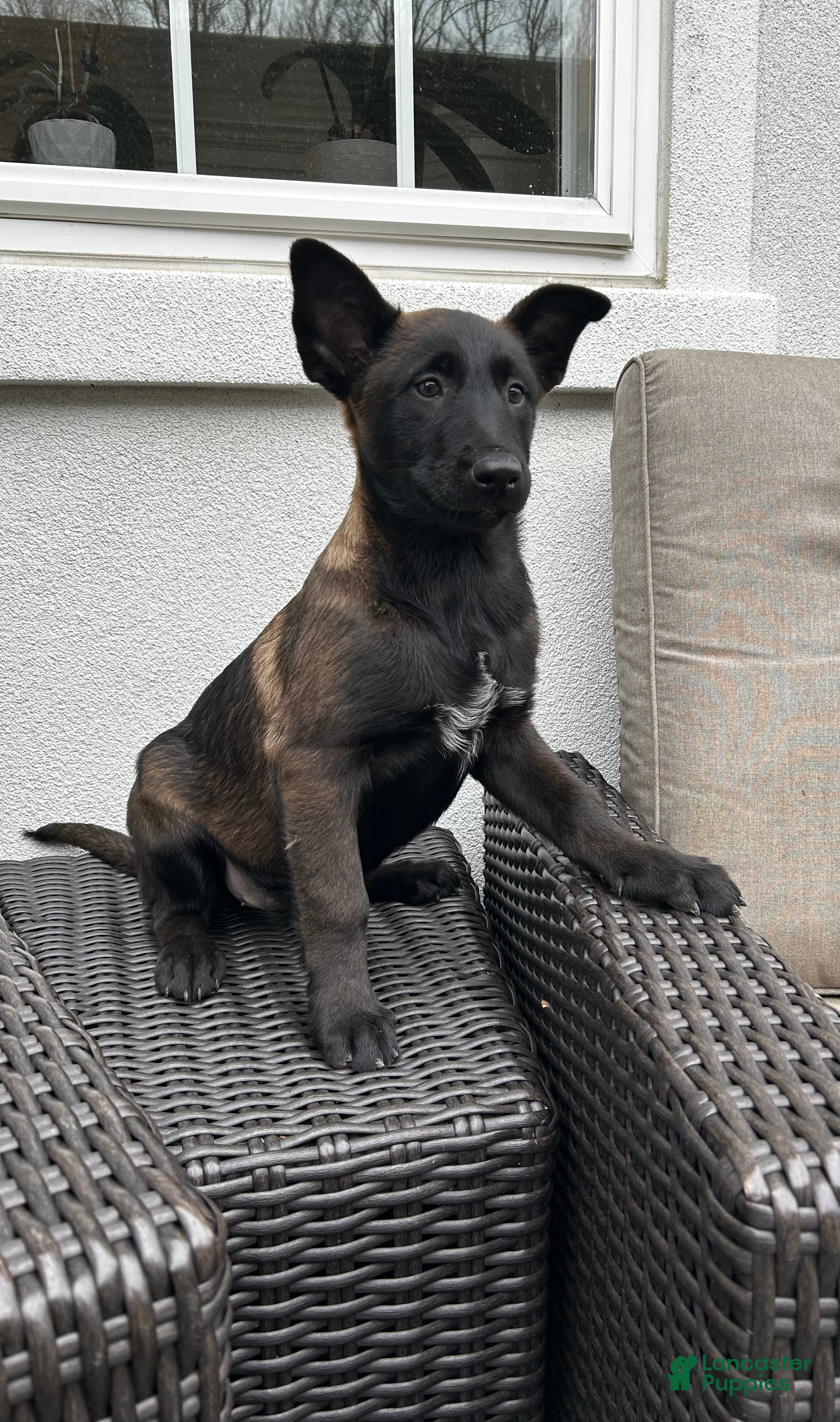 Belgian Malinois dogs Belgian Malinois Puppy (Marcy) - Ad 1