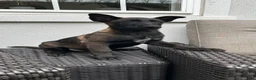Belgian Malinois dogs for sale: Belgian Malinois Puppy (Marcy) - Ad 1