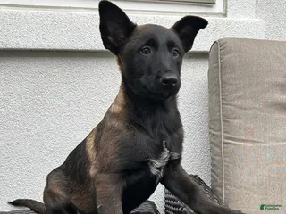 Belgian Malinois dogs for sale: Belgian Malinois Puppy (Marcy) - Ad 2