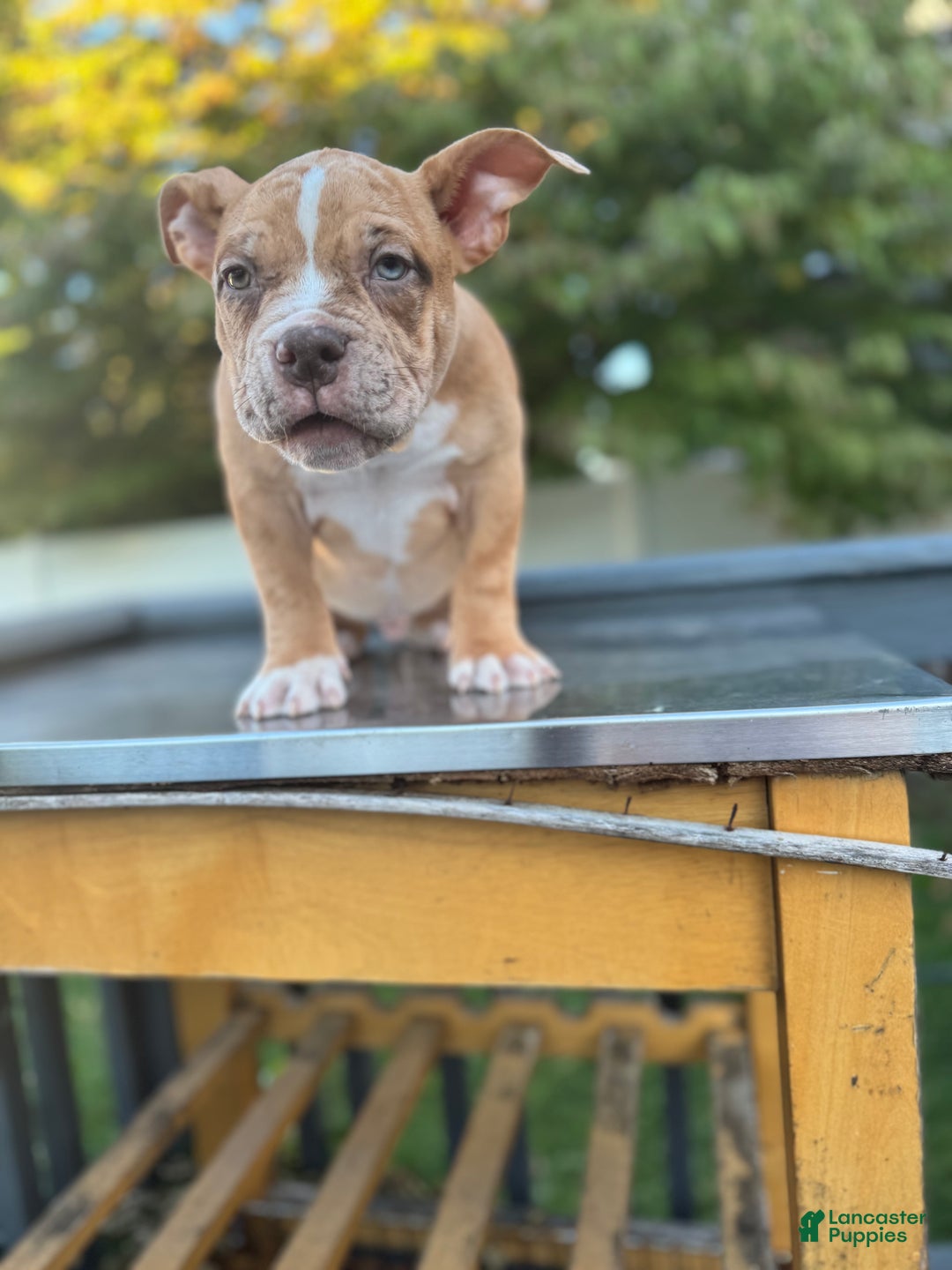 American Bully dogs for sale: Chocolate Fawn Merle - Ad 4