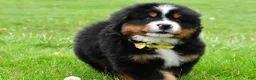 Bernese Mountain Dog dogs for sale: Rocket - Ad 8