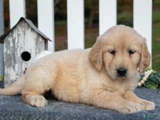 Golden Retriever dogs - Ad 42