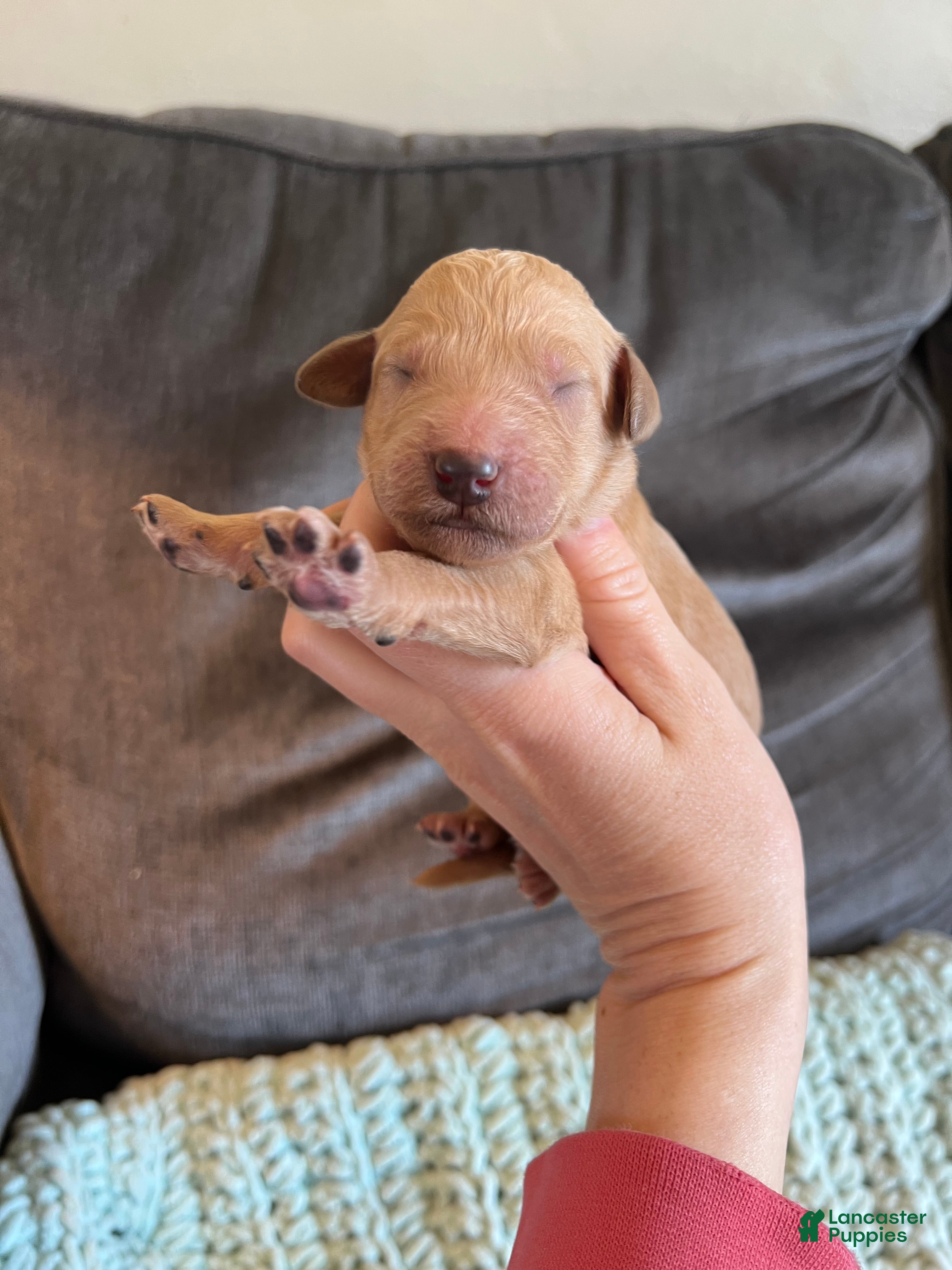 Goldendoodle dogs Goldendoodle Puppy 4 - Ad 15