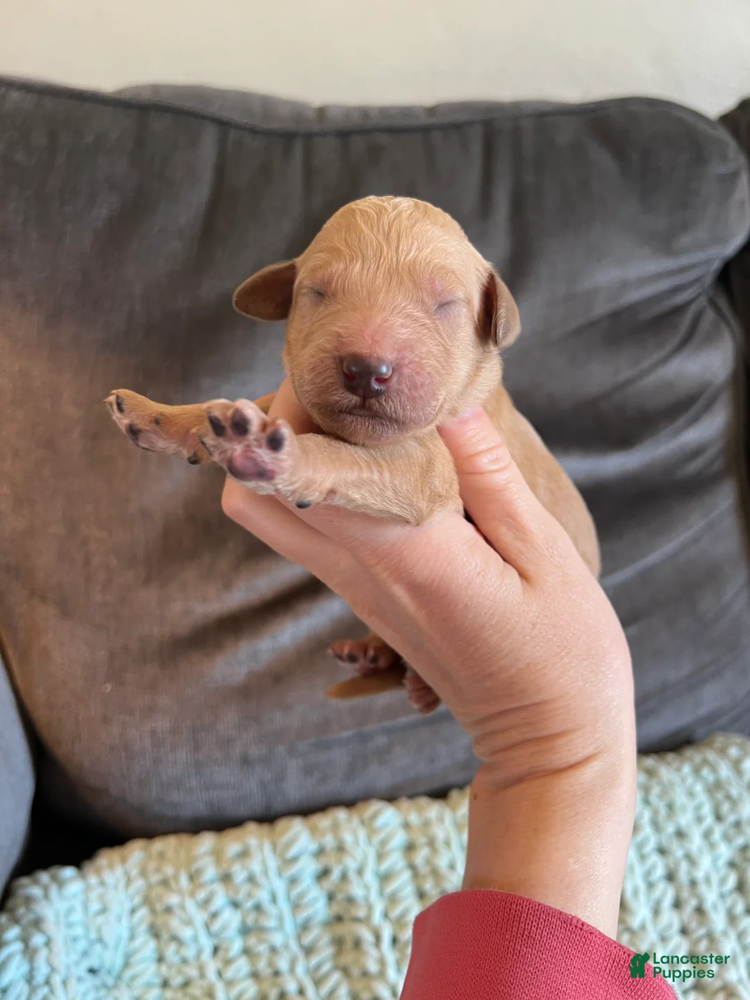 Goldendoodle dogs for sale: Goldendoodle Puppy 4 - Ad 1