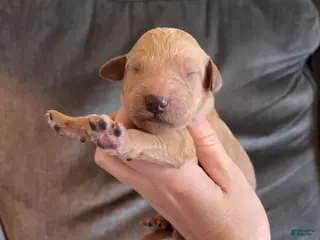 Goldendoodle dogs Goldendoodle Puppy 4 - Ad 15