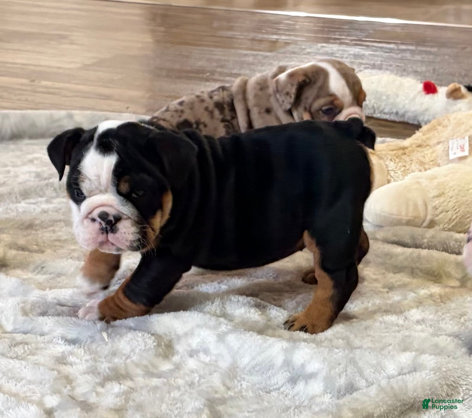 English Bulldog dogs Beauty  - Ad 1