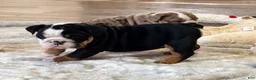 English Bulldog dogs for sale: Beauty  - Ad 6