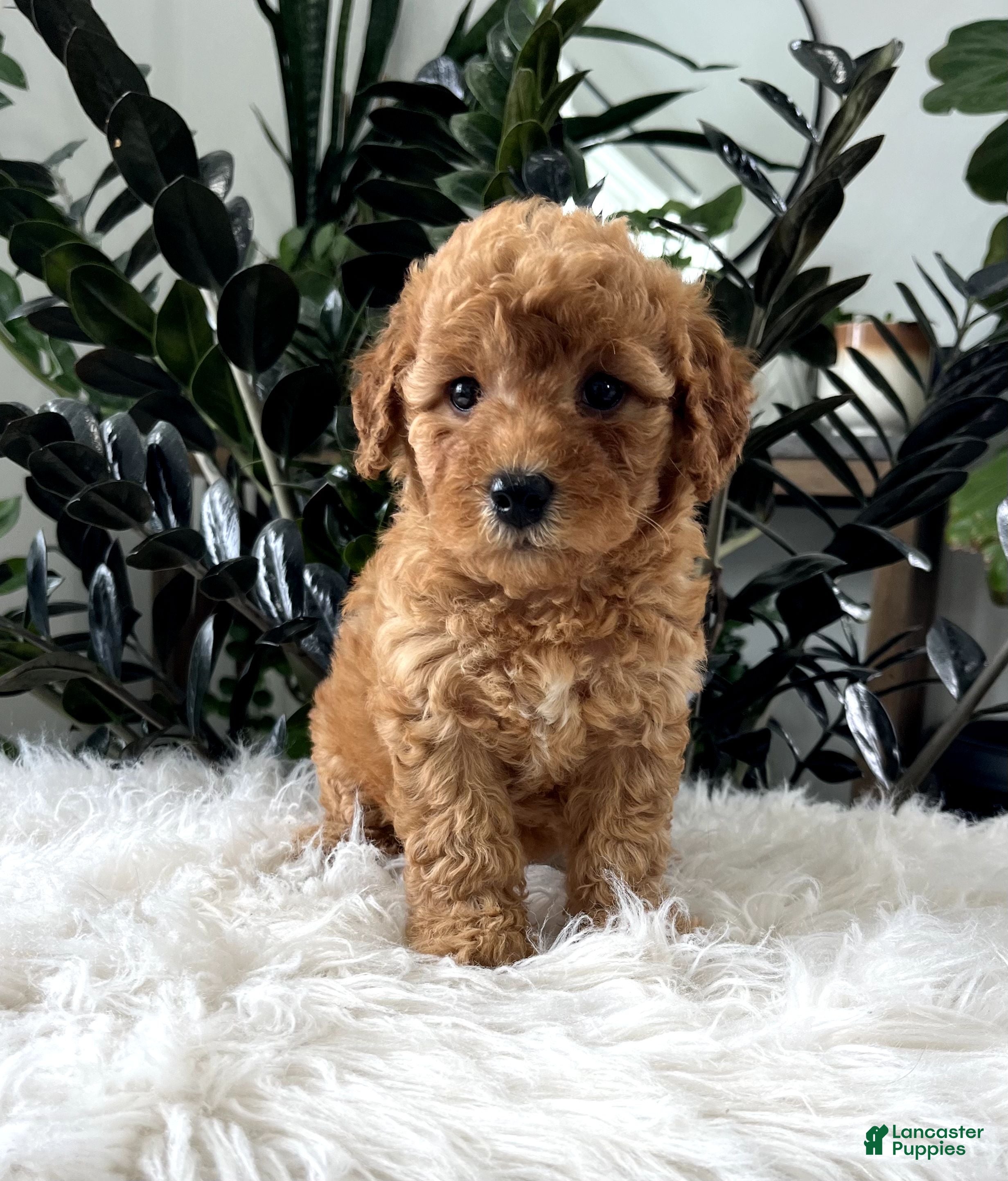 Mini Goldendoodle dogs Button - Ad 2