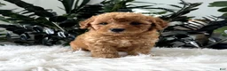 Mini Goldendoodle dogs for sale: Button - Ad 2