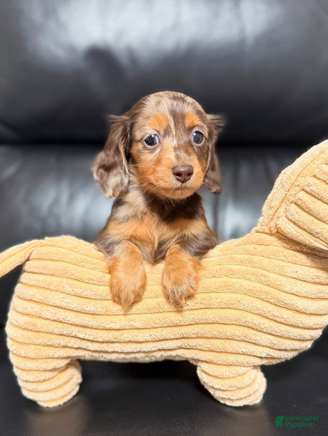 Miniature Dachshund dogs Dazzy - Ad 5