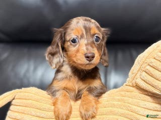 Miniature Dachshund dogs Dazzy - Ad 12