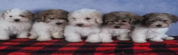 Bichpoo dogs for sale: Sweetheart - Ad 22