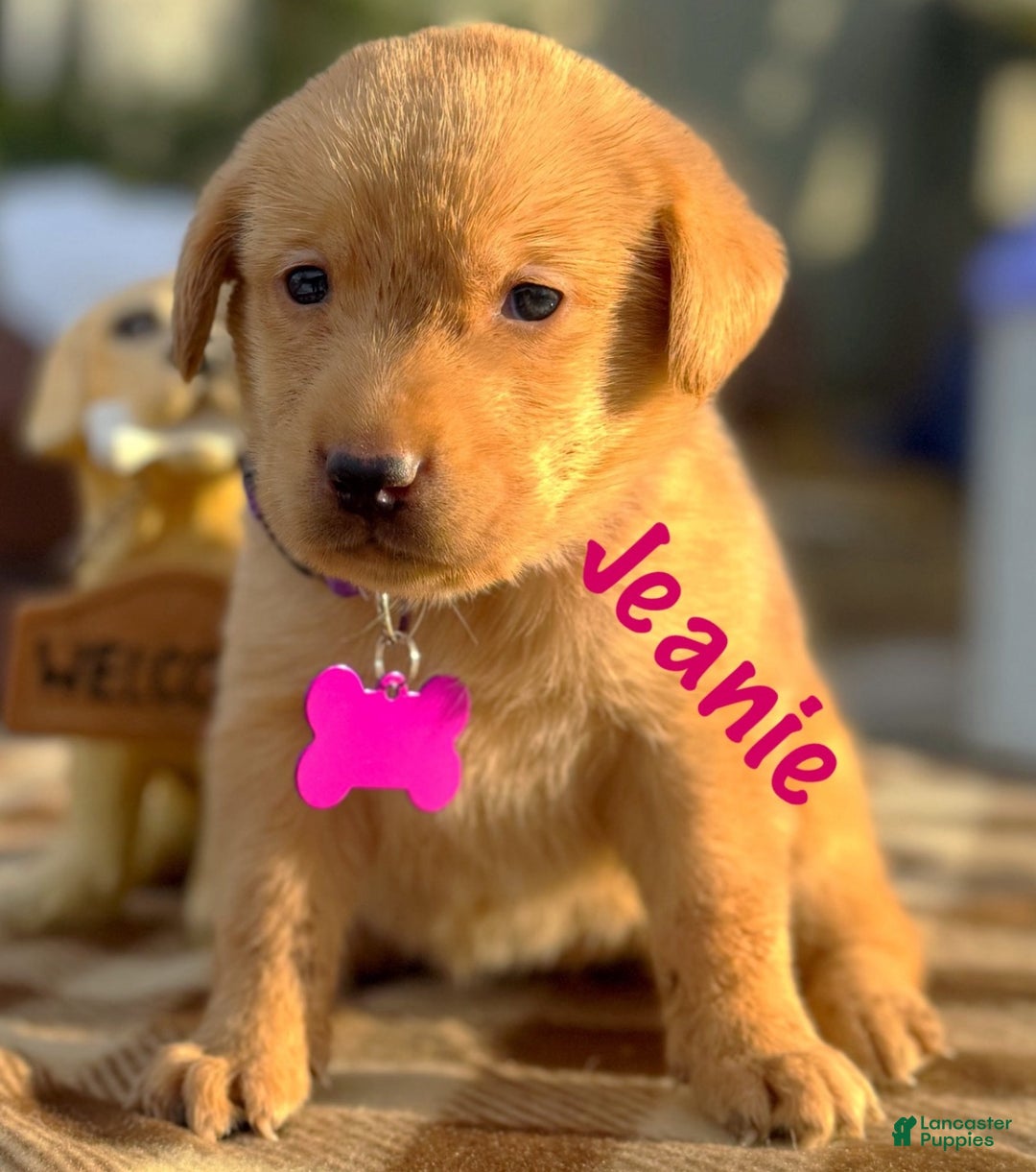 Labrador Retriever dogs for sale: Labrador Retriever Puppy 1 - Ad 3