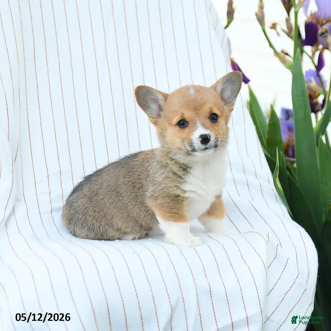 Welsh Corgi Pembroke dogs for sale: Chantelle - Ad 2