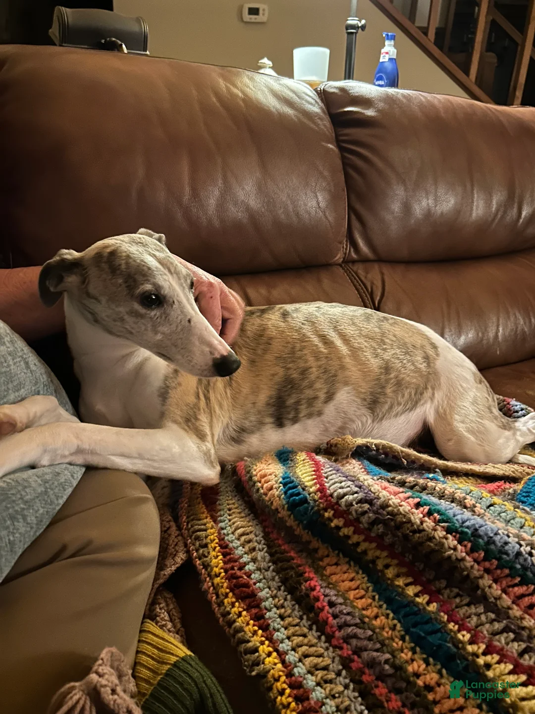 Whippet dogs for sale: Whippet Puppy 3 - Ad 1