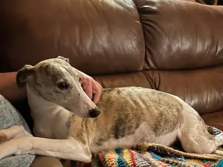 Whippet dogs Whippet Puppy 3 - Ad 2