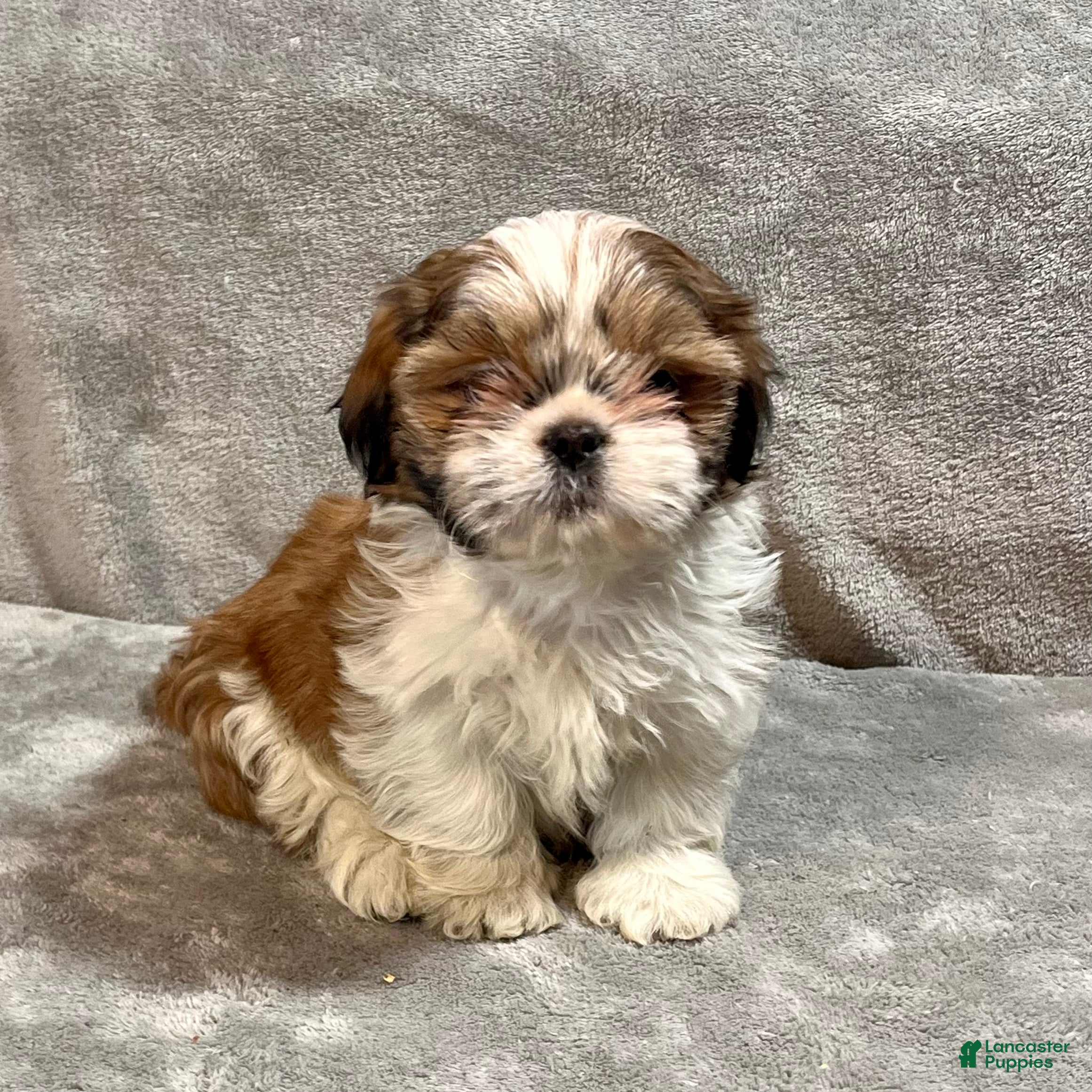 Shih Tzu dogs Harold - Ad 28