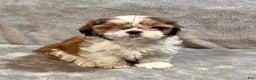 Shih Tzu dogs for sale: Harold - Ad 1