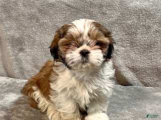 Shih Tzu dogs Harold - Ad 27