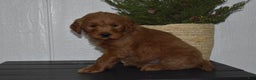 Goldendoodle dogs for sale: Bailey  - Ad 4