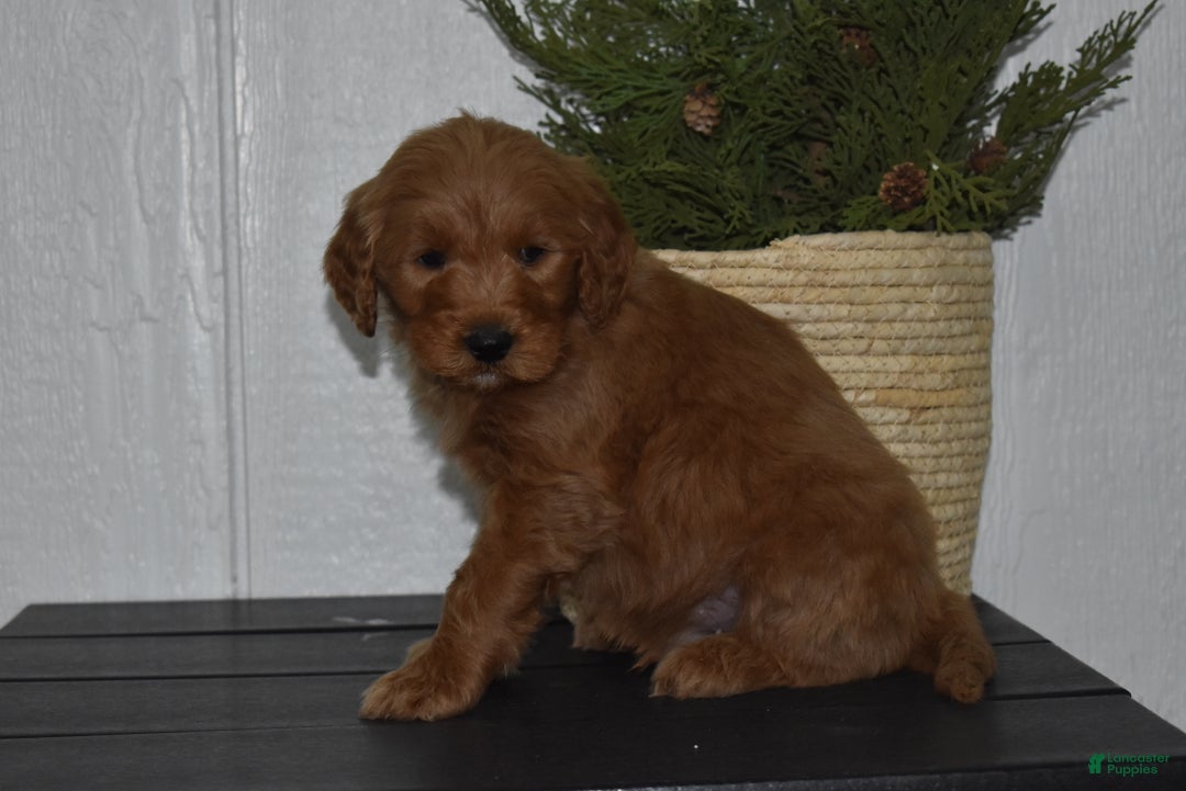 Goldendoodle dogs for sale: Bailey  - Ad 4