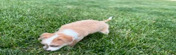 Mixed Breed dogs for sale: Italian greyhound/Havanese Cory  - Ad 11