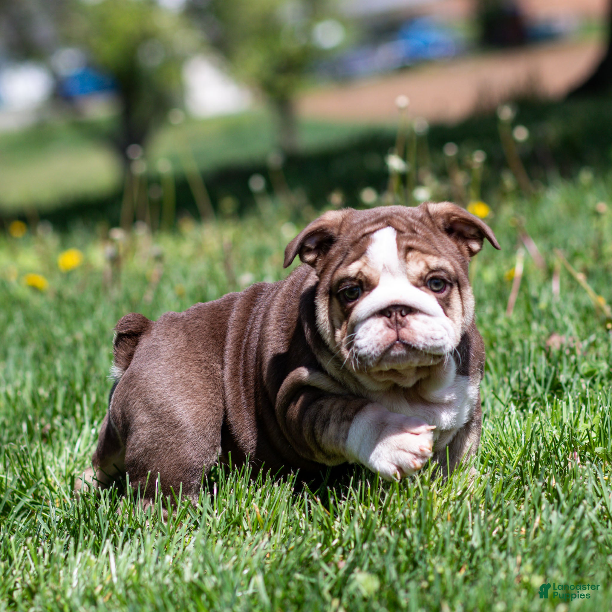 English Bulldog dogs Marina Mocha English Bulldog Puppy  - Ad 2