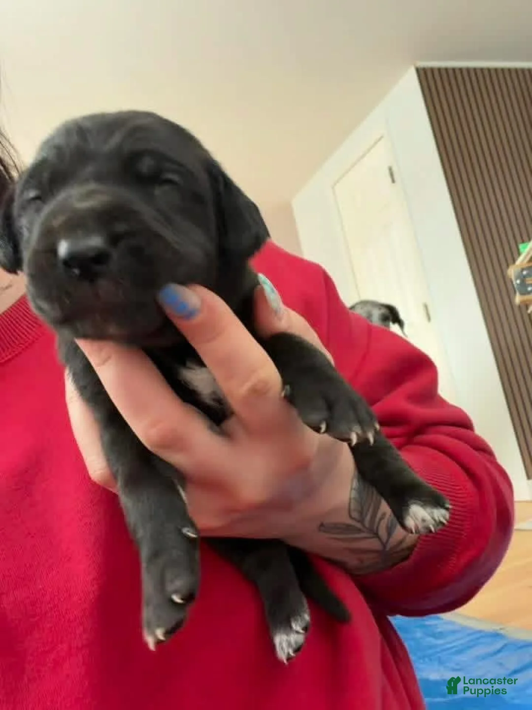 Mixed Breed dogs for sale: Pink - Ad 2