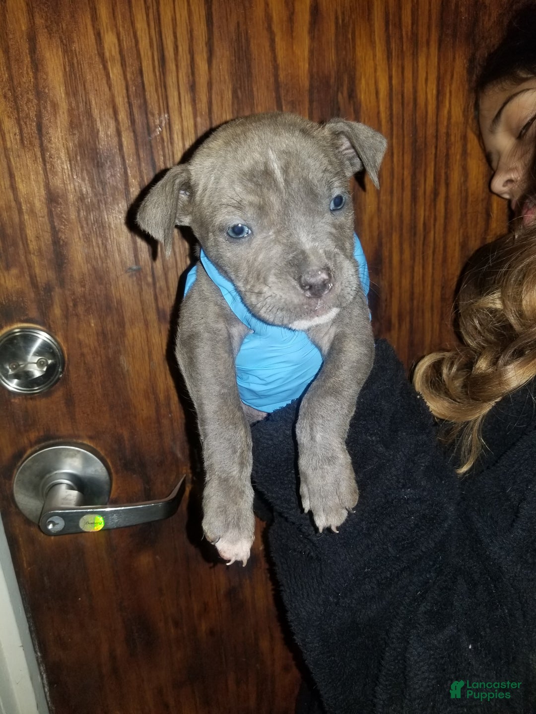 Cane Corso dogs for sale: Cane Corso Puppy 5 - Ad 6