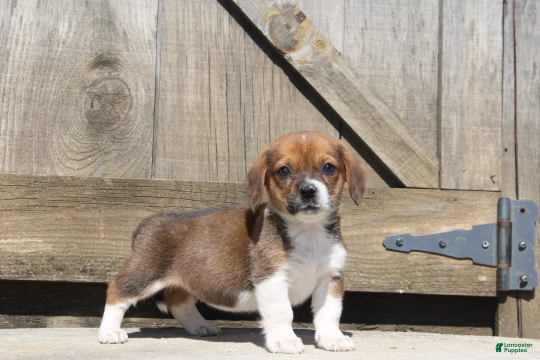 Mixed Breed dogs for sale: Nessie - Ad 2