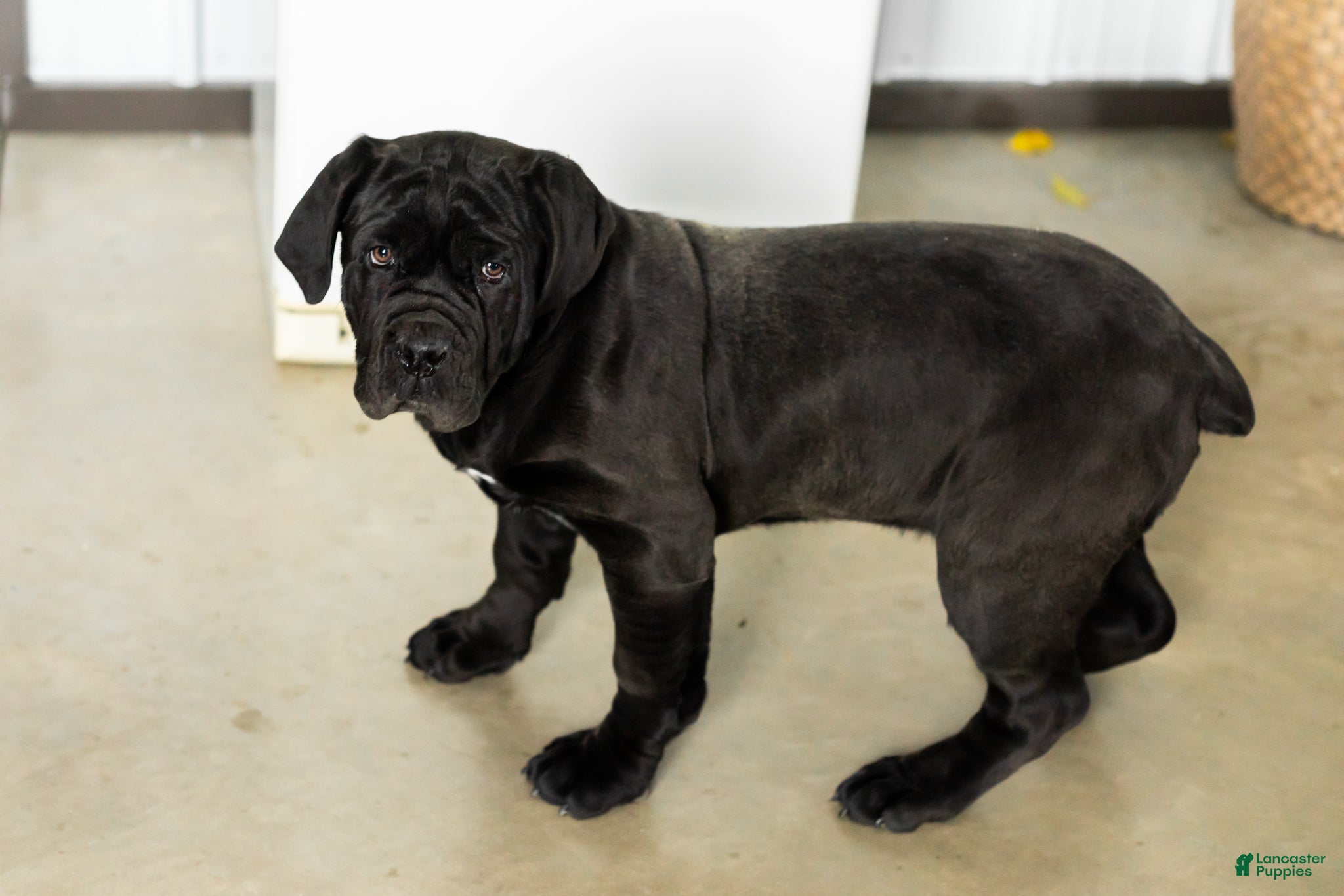 Cane Corso dogs Millie - Ad 38