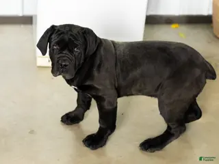 Cane Corso dogs Millie - Ad 38