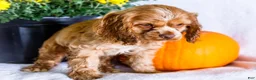 Cocker Spaniel dogs for sale: Lilly - Ad 4